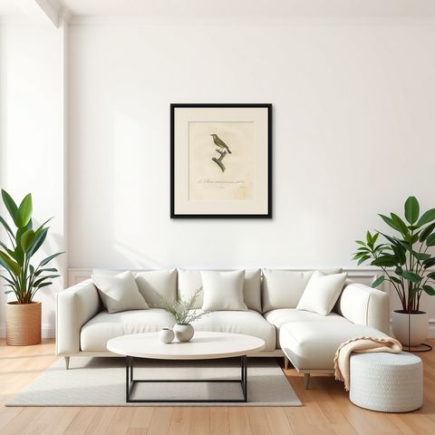 Large Antique Vireo Bird Illustration - 1807 Vieillot Handcolored Print, shown framed in a room