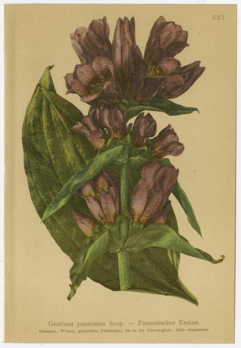 Alpine Gentiana Botanical Wall Collection, Set of 10, Antique Chromolithos, 1897, view 7