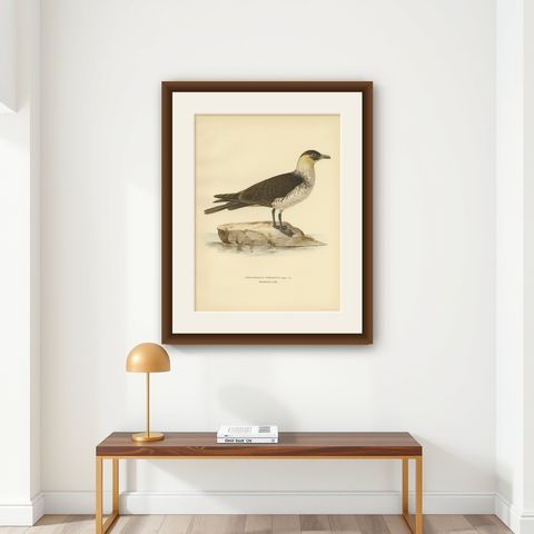 Antique Bird Print of the Pomarine jaeger by Von Wright, 1929, shown framed on a wall