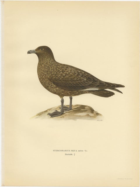 Antique Bird Print of the Great Skua 'Female' by Von Wright, 1929, view 3