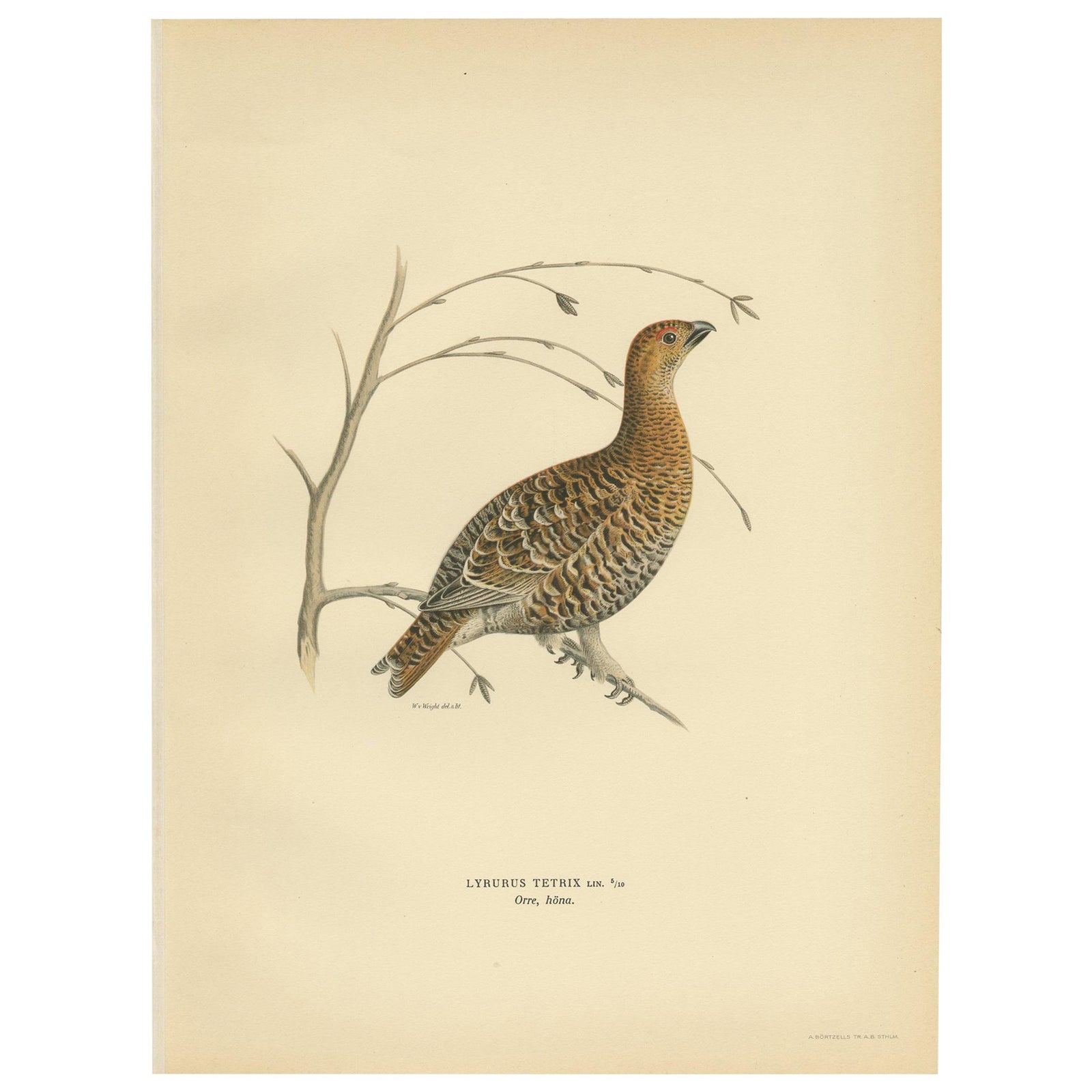 Antique Bird Print of the Black Grouse by Von Wright, 1929