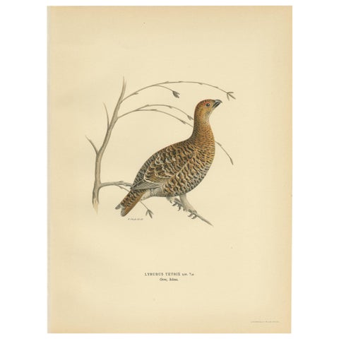 Antique Bird Print of the Black Grouse by Von Wright, 1929