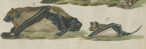 Hand Colored Antique Print of Flying Foxes and Bats, circa 1820, close-up 2