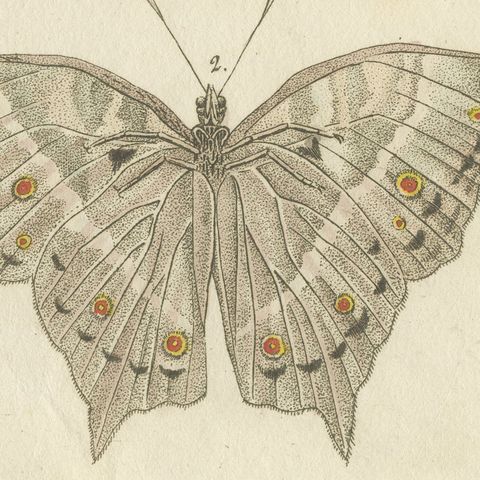 Exotic Butterfly with Wing Details, Antique Bertuch Print, Vienna, circa 1812, close-up 1