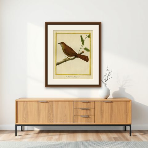 Original Hand-Colored Antique Bird Print of Tanager Bird, ca.1770, shown framed on a wall