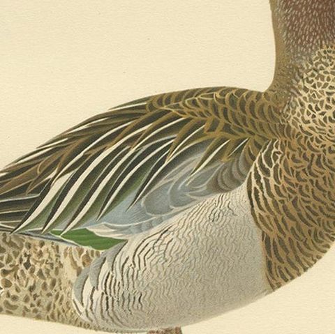 Antique Bird Print of the Garganey Duck by Von Wright '1929', close-up 2