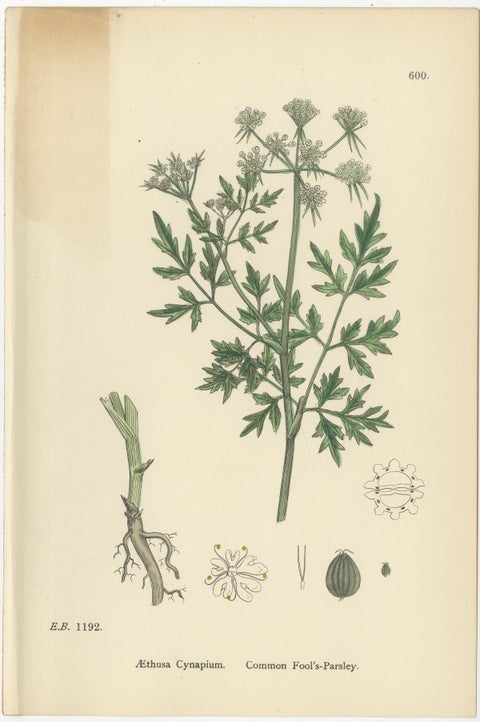 Antique English Botanical Prints, British Wildflowers & Herbs for Interiors, view 2