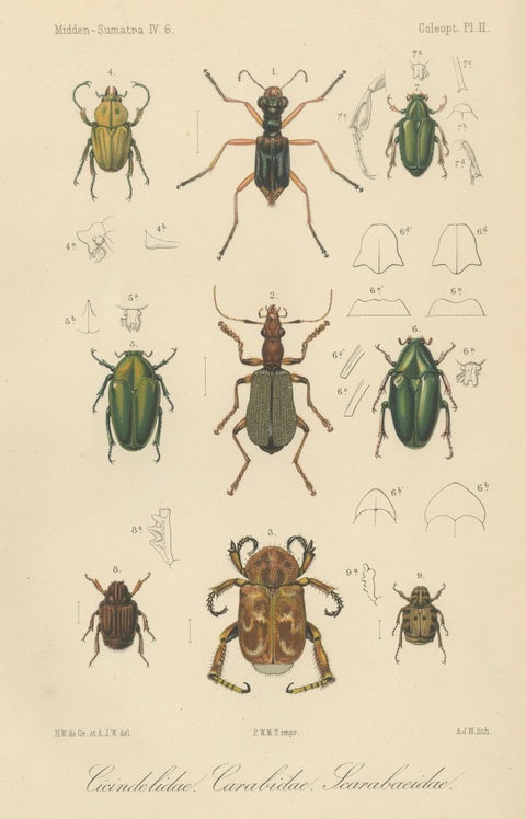 Set of 2 Antique Beetle Prints, Scarab, Ground & Longhorn Beetles, Sumatra 1887, close-up 1