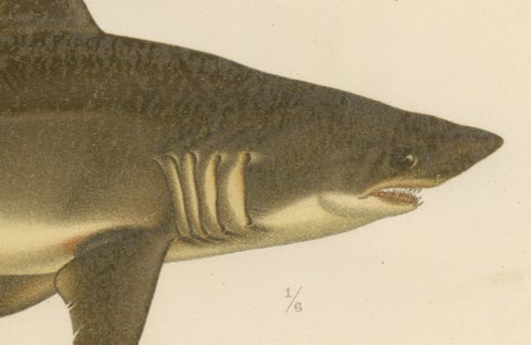 Magnificent Lithograph of Scandinavian Sharks from Pisces Scandinaviae, 1895, close-up 2