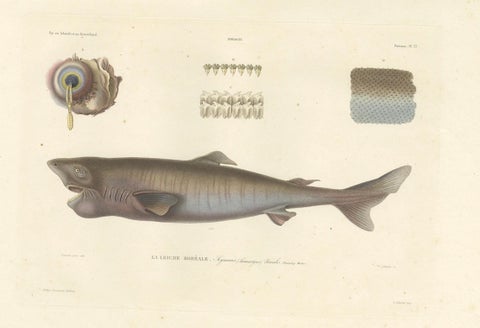 Antique Print of Greenland Shark with Detail Views, Paris, circa 1845, close-up 4