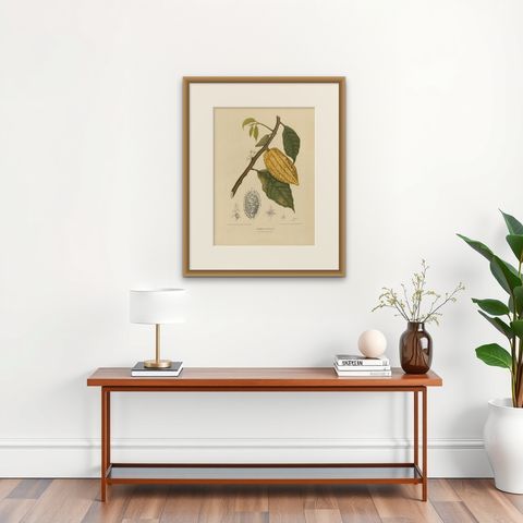 Antique Botany Print of a White Cacao Tree by Van Nooten, circa 1875, shown framed on a wall