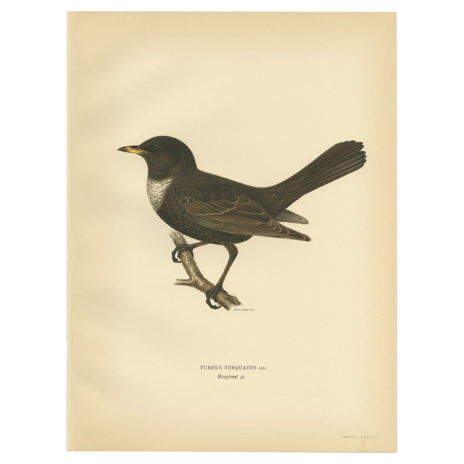 Antique Nicely Colored Bird Print of the Ring Ouzel, 1927