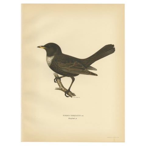 Antique Nicely Colored Bird Print of the Ring Ouzel, 1927