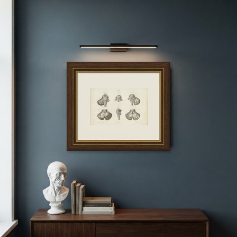 The Brain Stem and Cerebellum, Antique Hirschfeld Anatomy Print, 1866, shown framed on a wall