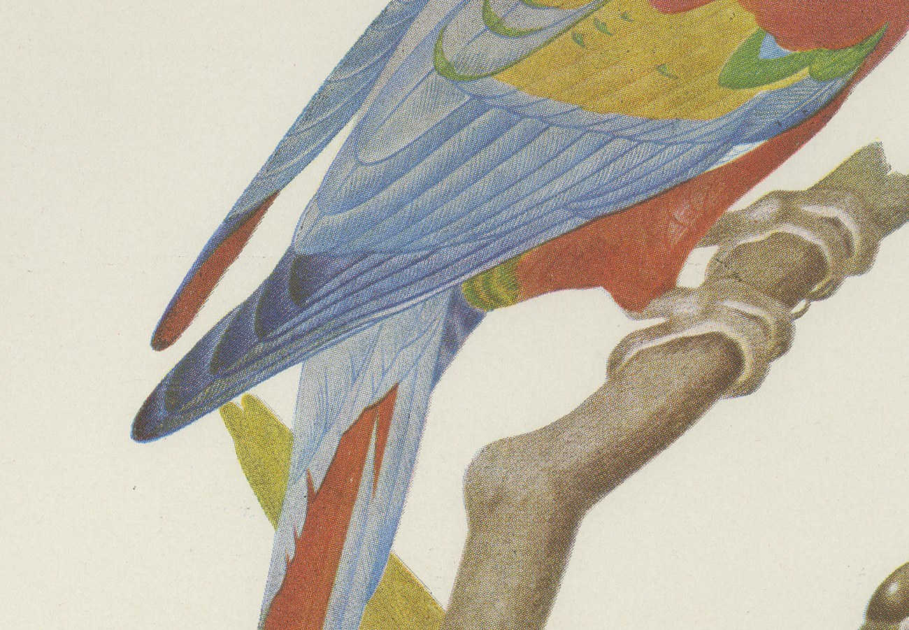 Scarlet Macaw with Parakeets, Brazilian Bird Print, Descourtilz, 1944, view 4