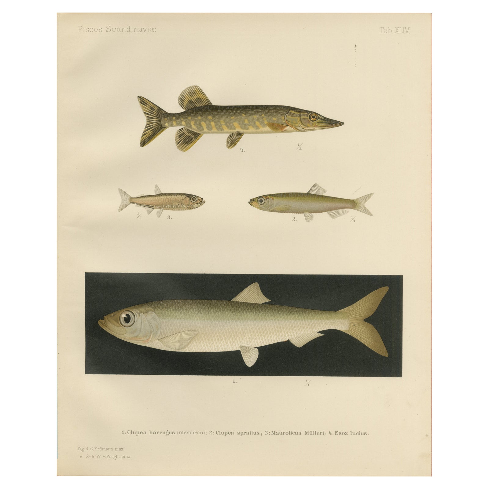 Scandinavian Fish Lithograph: Herring, Sprat, Müller’s Pearlside and Pike, 1895
