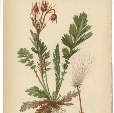 Native US Flora - Six Original Botanical Chromolithograps, 1879, close-up 1