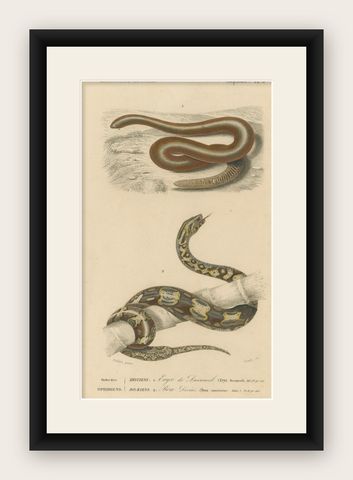 Snake Print of Sand Boa and Boa Constrictor, c.1850, by Orbigny, shown framed