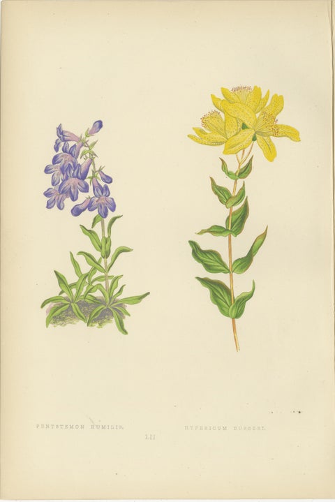 Antique Botanical Wall Art Set of 3, Alpine Rose, Primrose & Wildflowers, 1874, view 4
