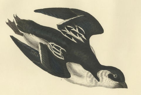The Little Auk - A Life Seize Study Engraved in Seasonal Plumage by Selby, 1826, close-up 4