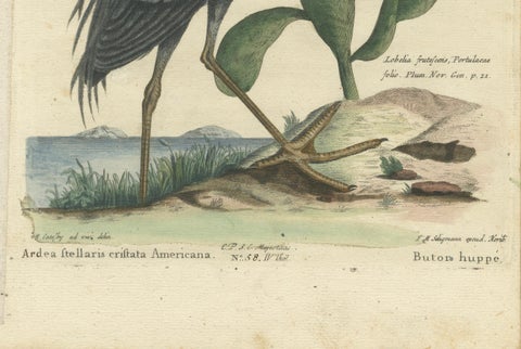 Hand-Colored Engraving of the American Crested Bittern by Seligmann, ca.1770, close-up 3