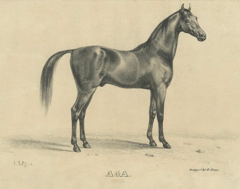 Antique Arabian Horse Lithograph “Aga” by August Jäger, 1846, close-up 1