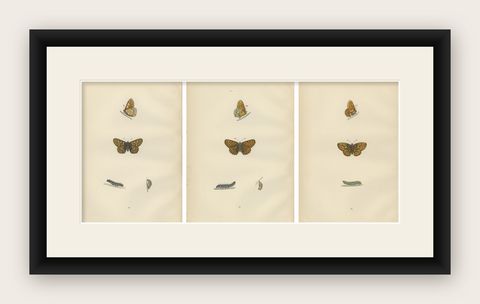 Winged Elegance: A Fritillary Collection from Morris's 1890 British Butterflies, shown framed