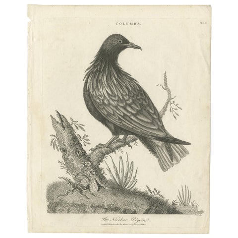 Antique Bird Print of the Nicobar Pigeon by Wilkes, 1801