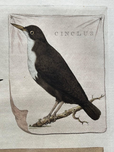 Antique Bird Print, Starling & White-throated Dipper by Nozeman & Sepp, 1770, view 7
