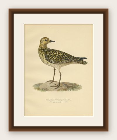 Antique Bird Print of the European Golden Plover by Von Wright, 1929, shown framed