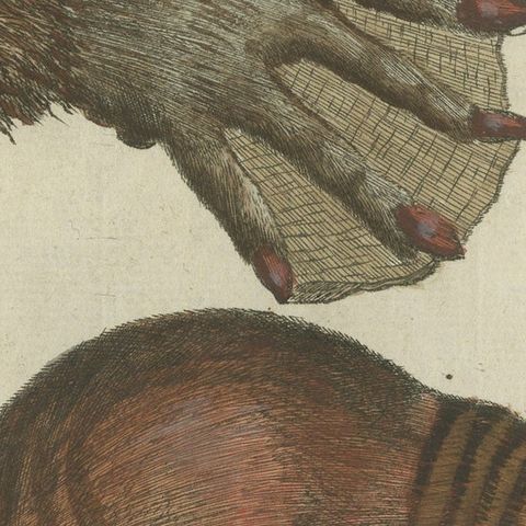 Patinca Rich Hand Colored Antique Print of a Beaver, Pubished in circa 1820, close-up 6