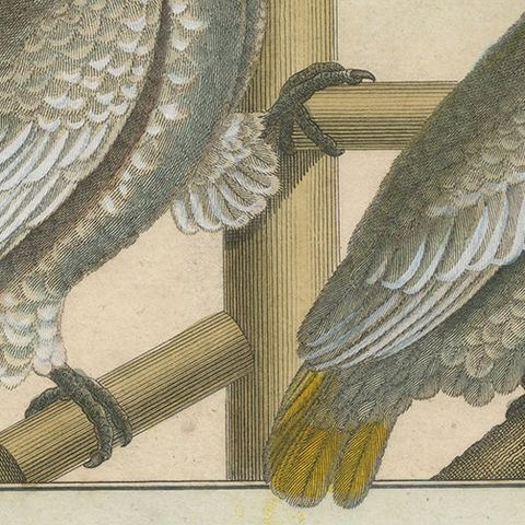 Authentic, Beautifully Richly Colored, Copper Engraving of Cockatoos '1792', close-up 1