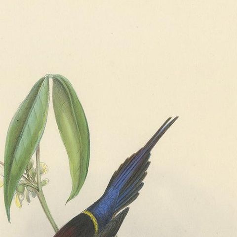 Antique Bird Print of the Black-Breasted Sunbird by Gould, circa 1850, close-up 1