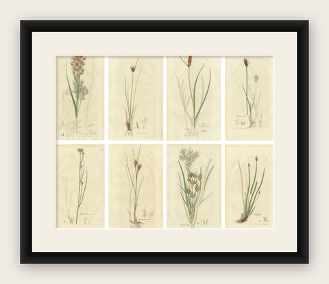 Set of 8 Antique Botanical Engravings of Sedges, Rushes and Wetland Plants, 1830, shown framed