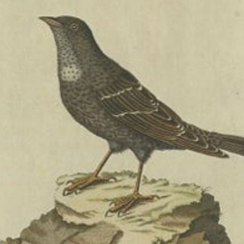 Antique Bird Print of a Small Alpine Bird by Sepp & Nozeman, 1829, close-up 2