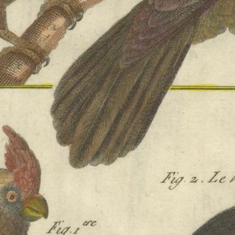 Exotic Parrots from the 18th Century: Hand-Colored Engraving by Robert Benard, close-up 5
