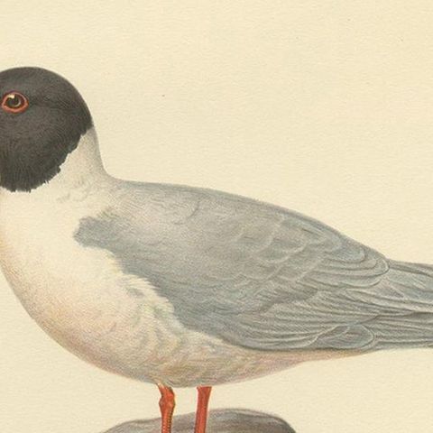 Antique Bird Print of the Little Gull, Published in Sweden in 1929, close-up 2