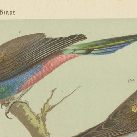 Antique Bird Print of the Beautiful Parakeet, Swift Parrot, circa 1880, close-up 1