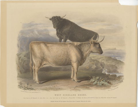 Cow and Young Bull of the West Highland Breed from the Scottish Highlands - 1840, view 2