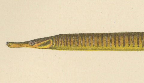 Pipefish and Worm Pipefish - Graceful and Slender Scandinavian Fish Lithograph, close-up 2