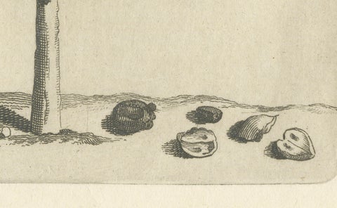 Botanical Engraving of Alaternoides Afric Lauri Serratae from Commelin, 1706, close-up 1