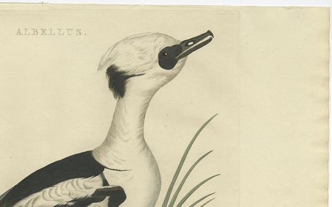Smew Duck, Antique Dutch Bird Print by Sepp & Nozeman, Hand-Colored, circa 1809, close-up 1