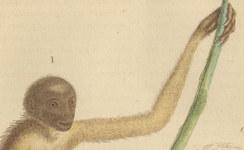 Antique Primate Engraving of a Sapajou Atèle Hybride and Macaque Domestique 1825, close-up 5