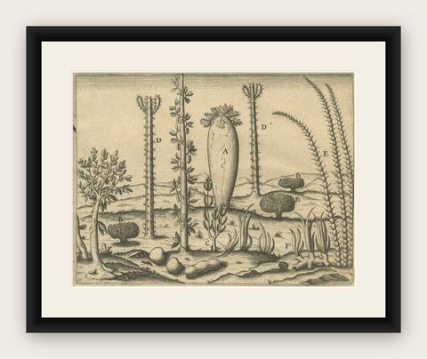 De Bry Engraving Expressio Germinum, Exotic Plants of St. Lawrence Island, 1598, shown framed