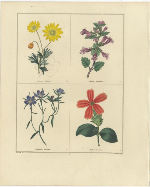 Pair of Hand-Colored Botanical Engravings of Wild & Garden Flowers, London 1828, view 3
