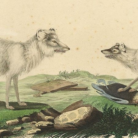 Rare Hand-Colored Engraving of the Artic Fox in Winter Coat, 1842, close-up 6