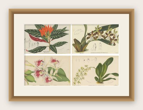 Set of 4 Antique Botany Prints, Ornithocephalus Grandiflorus 'c.1880', shown framed