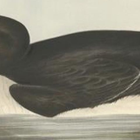 Brunnich’s Guillemot, Antique Bird Lithograph by John Gould, c.1832, close-up 2