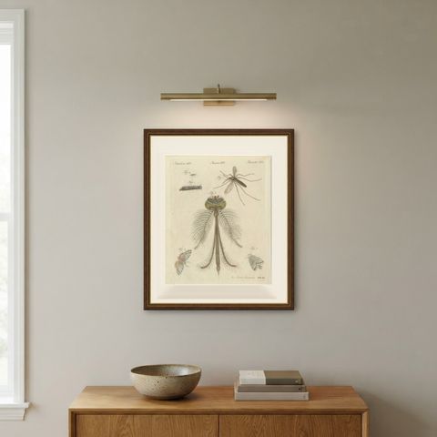 Gnat with Magnified Feathered Head, Antique Bertuch Print, circa 1805, shown framed on a wall