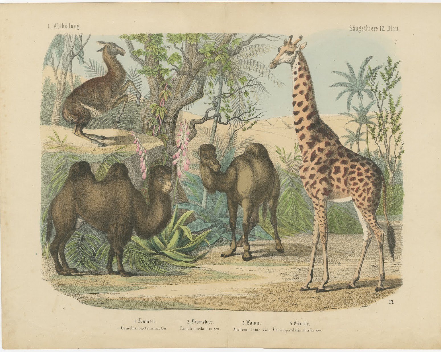 Antique Giraffe and Camel Print with Dromedary and Llama, Kolb, circa 1890
